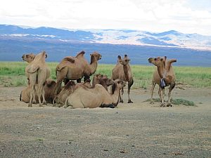 Silkroad - 2. Teil Irkurzk - Peking - Foto 60